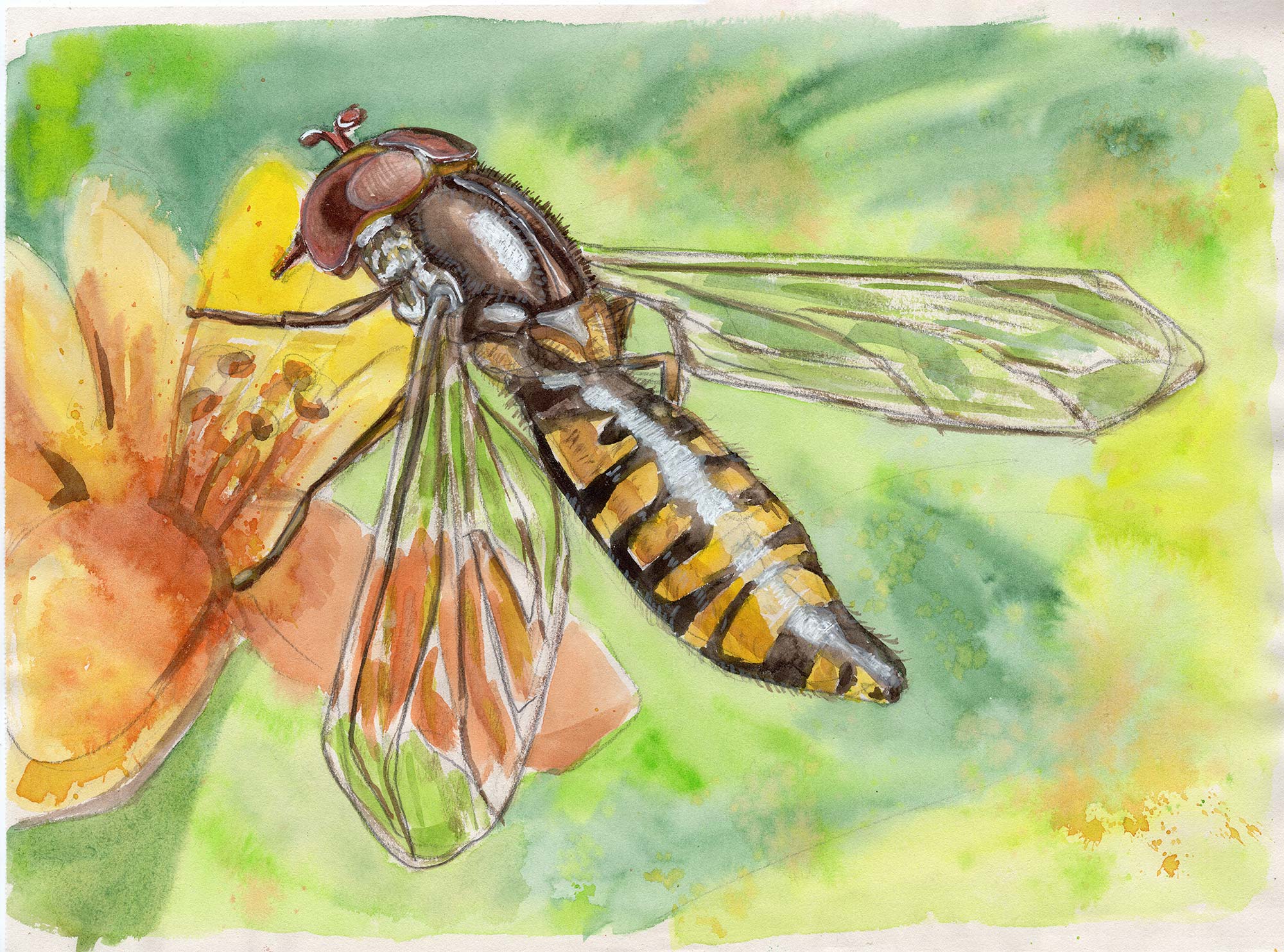 schwebfliege_aquarell_illustration_1